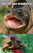 Image result for Baby Turtle Memes