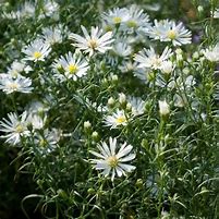 Image result for Aster Monte Cassino (Universum-Group)