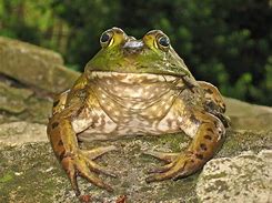 Image result for Bull Frog Side View