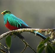 Image result for quetzal