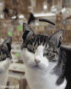 Image result for Funny Cats