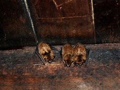 Image result for Bats In-House
