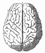 Image result for Brain Map Drawing