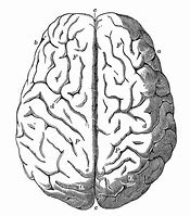 Image result for Shrunken Brain