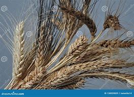 Image result for Bundle of Grain