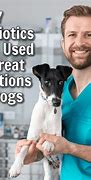 Image result for Antibiotics for Pets