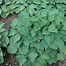 Image result for Hosta Limitini