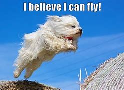 Image result for Flying Dog Meme