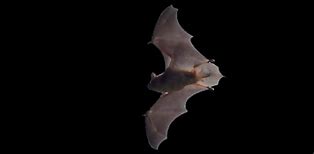 Image result for Little Brown Bat Wings