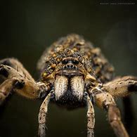 Image result for Garden Wolf Spider