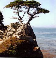 Image result for Lone Cypress Pebble Beach