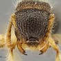 Image result for World's Smallest Ant