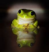 Image result for Funny Little Frog