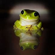Image result for Smiling Frog Même