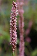 Image result for Persicaria amplexicaulis Early Pink Lady