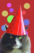 Image result for Grumpy Cat Birthday Hat