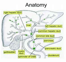 Image result for Biliary Tree Vector