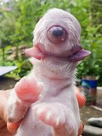 Image result for Cyclopia Fish