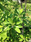 Image result for Moonglow Sweetbay Magnolia