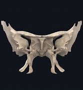 Image result for Sphenoid Bone