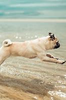 Image result for Sea Pug