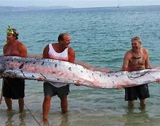 Image result for World's Biggest Fish