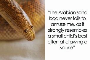 Image result for Boop Noodle Snake Meme