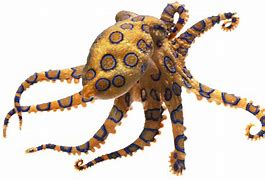 Image result for Transparent Octopus Image