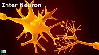 Image result for Neuron Map