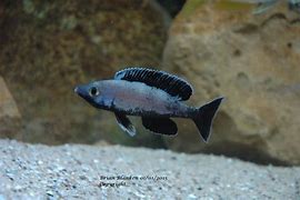 Image result for cyprichromis
