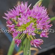 Image result for Allium carolinianum Rosy Dream