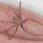 Image result for Wolf Spider vs Brown Recluse Look Alikes