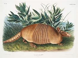 Image result for Beautiful Armadillo