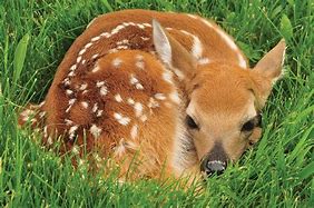 Image result for Fawn