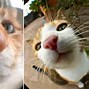 Image result for Funny Cat Face Close Up Camera