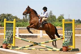 Image result for Bay Horse Jumping