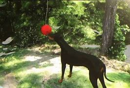 Image result for Hanging Dog Balls