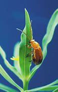 Image result for "flea-beetle"