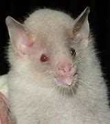Image result for Extremely Rare Albino Bat