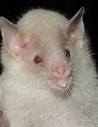 Image result for Albino Bat Images