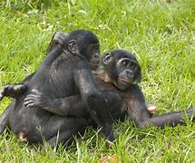 Image result for What Are Bonobos Apes