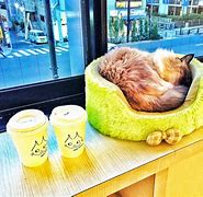 Image result for Cat Cafe in Japan