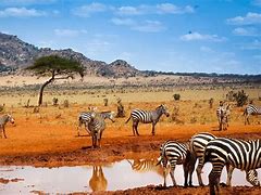 Image result for Kenya Safari