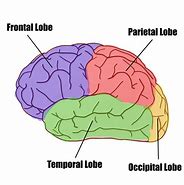 Image result for In the Back of the Brain You Have Your Own
