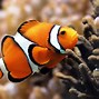 Image result for Windows Fish Wallpaper