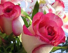 Image result for Flowers of Love Images