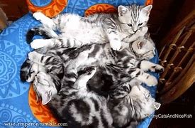 Image result for Pile of Kittens Meme