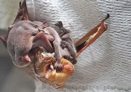 Image result for Bumblebee Bat Attack