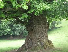 Image result for arbre