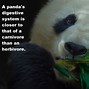 Image result for Panda Bear Sitting
